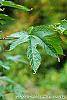 Morus rubra leaves