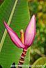 Musa ornata flowers