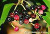 Ardisia elliptica fruit