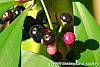 Ardisia elliptica fruit