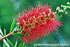 Callistemon lanceolata flowers