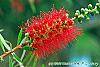 Callistemon lanceolata flowers