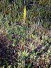 Aletris lutea habit