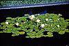 Nymphaea spp. habit