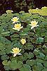 Nymphaea spp. flowers