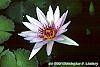 Nymphaea 'Wood's Blue Goddess' flowers