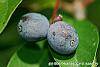 Nyssa sylvatica fruit