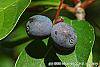 Nyssa sylvatica fruit