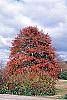 Nyssa sylvatica fall color