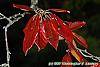 Nyssa sylvatica fall color