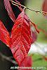Nyssa sylvatica fall color