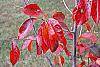 Nyssa sylvatica 'Red Fury' fall color