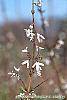 Abeliophyllum distichum flowers