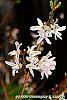 Abeliophyllum distichum flowers