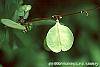 Abeliophyllum distichum fruit