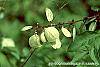 Abeliophyllum distichum fruit