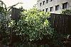 Chionanthus virginicus