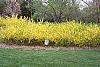Forsythia 'Arnold Dwarf' habit