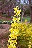 Forsythia 'Arnold Dwarf' flowers