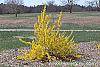 Forsythia 'Fiesta' habit