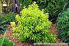 Forsythia 'Fiesta' habit