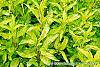 Forsythia 'Fiesta' leaves