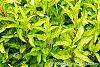 Forsythia 'Fiesta' leaves