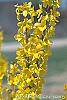 Forsythia 'Fiesta' flowers