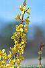 Forsythia 'Fiesta' flowers