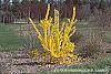 Forsythia 'Golden Times' habit