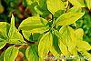 Forsythia 'Golden Times' leaves