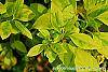 Forsythia 'Golden Times' leaves