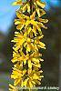 Forsythia 'Golden Times' flowers