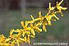 Forsythia 'Golden Times' flowers