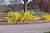Forsythia x 'Courtasol' habit