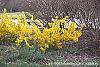 Forsythia 'Goldzauber' habit