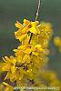 Forsythia 'Goldzauber' flowers