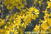 Forsythia 'Goldzauber' flowers
