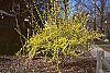 Forsythia x intermedia habit