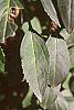 Forsythia x intermedia leaves