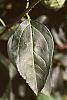 Forsythia x intermedia leaves
