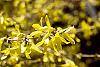 Forsythia x intermedia flowers