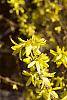 Forsythia x intermedia flowers