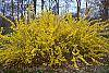 Forsythia x intermedia 'Beatrix Farrand' habit