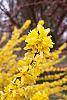 Forsythia x intermedia 'Beatrix Farrand' flowers