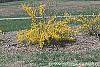 Forsythia 'Northern Gold' habit