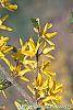 Forsythia 'Northern Gold' flowers