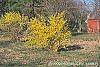 Forsythia 'New Hampshire Gold' habit