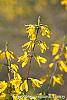 Forsythia 'New Hampshire Gold' flowers