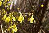 Forsythia suspensa flowers